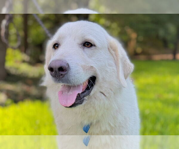 Medium Photo #3 Great Pyrenees Puppy For Sale in Spring, TX, USA
