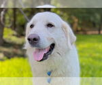 Small #2 Great Pyrenees