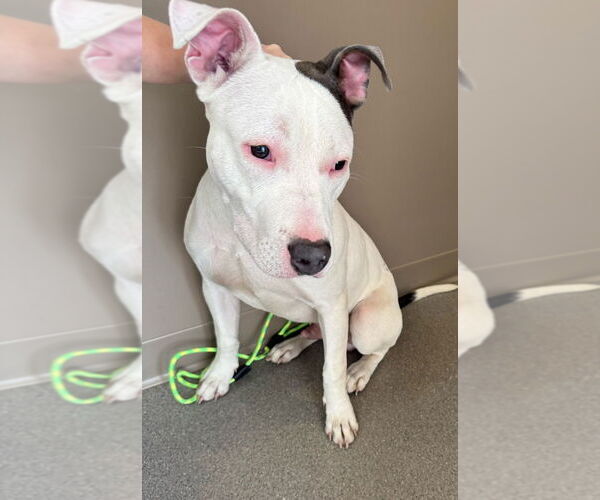 Medium Photo #1 Mutt Puppy For Sale in La Porte, IN, USA