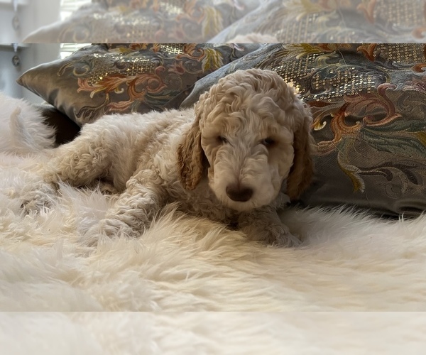 Medium Photo #27 Goldendoodle Puppy For Sale in DAVIS, CA, USA