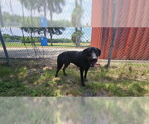 Rottweiler-Unknown Mix Dogs for adoption in Pasadena, TX, USA