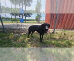 Small Rottweiler Mix