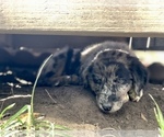 Small Photo #14 Border Collie-Golden Retriever Mix Puppy For Sale in OVERLAND PARK, KS, USA