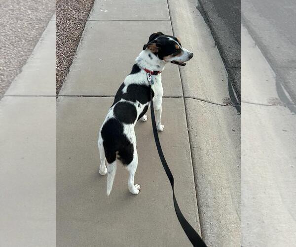 Medium Photo #3 Mutt Puppy For Sale in Chandler, AZ, USA