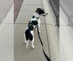 Small #2 Mutt
