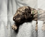 Small #2 Goldendoodle