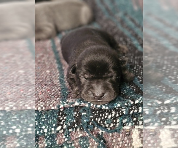 Medium Photo #4 Chinese Shar-Pei Puppy For Sale in LUCERNE VLY, CA, USA