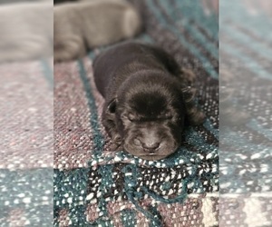 Medium Chinese Shar-Pei