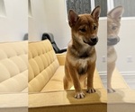 Puppy Puppy 6 Shiba Inu
