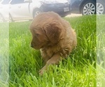Small #13 Golden Retriever