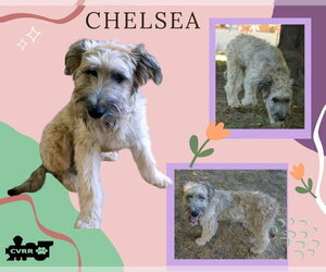Mutt Dogs for adoption in Lindsay, CA, USA