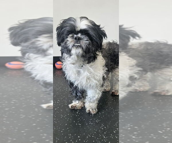Medium Photo #5 Shih Tzu Puppy For Sale in Brights Grove, Ontario, Canada