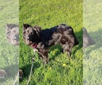 Small #5 Collie Mix