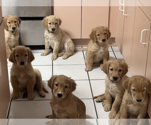 Golden Retriever Puppy for Sale in MIAMI, Florida USA