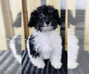 Poodle (Toy) Puppy for sale in CINCINNATI, OH, USA