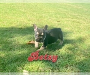 French Bulldog Puppy for sale in CORAL SPRINGS, FL, USA