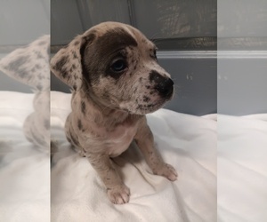 American Bulldog Puppy for sale in DYESS, AR, USA