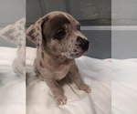 Small American Bulldog