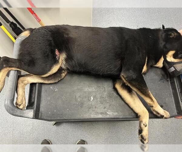 Medium Photo #1 Rottweiler-Unknown Mix Puppy For Sale in Tulsa, OK, USA