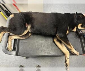 Rottweiler-Unknown Mix Dogs for adoption in Tulsa, OK, USA