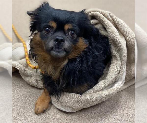 Medium Photo #1 Pekingese Puppy For Sale in Aurora, CO, USA
