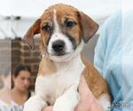 Small #5 Mutt