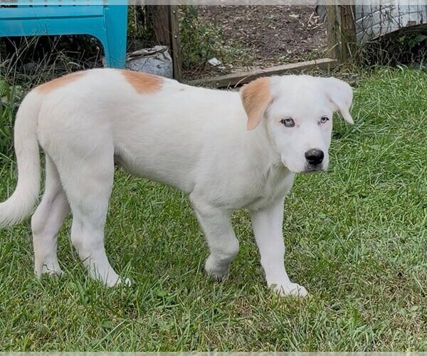 Medium Photo #2 Great Pyrenees-Unknown Mix Puppy For Sale in Brewster, NY, USA
