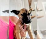 Small #2 German Shepherd Dog Mix