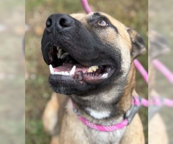 Medium Photo #8 Mutt Puppy For Sale in Glen Allen, VA, USA