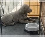 Small #2 Labrador Retriever