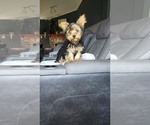 Puppy 4 Yorkshire Terrier