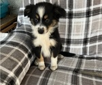 Puppy Puppy 4 Australian Shepherd