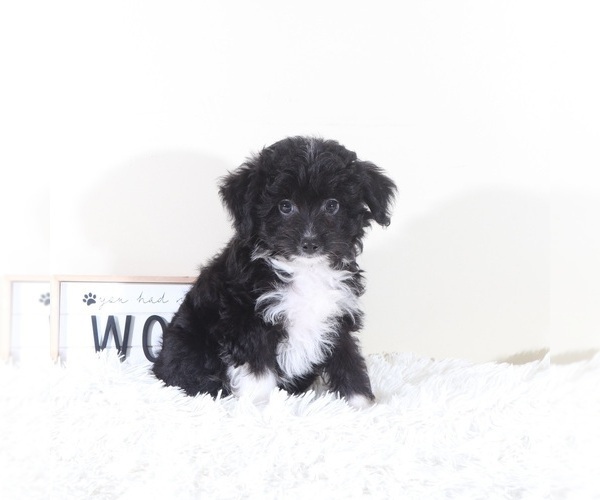 Medium Photo #3 Aussiedoodle Toy Puppy For Sale in MOUNT VERNON, OH, USA