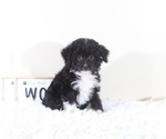 Small #2 Aussiedoodle Toy