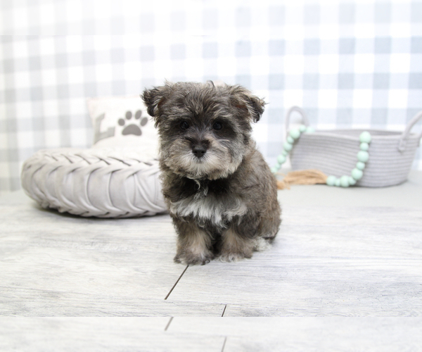 Medium Photo #5 Morkie Puppy For Sale in MARIETTA, GA, USA