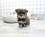 Small Photo #5 Morkie Puppy For Sale in MARIETTA, GA, USA