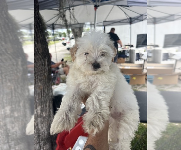 Medium Photo #1 Morkie Puppy For Sale in WHITE OAK, GA, USA