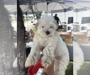 Morkie Puppy for sale in WHITE OAK, GA, USA