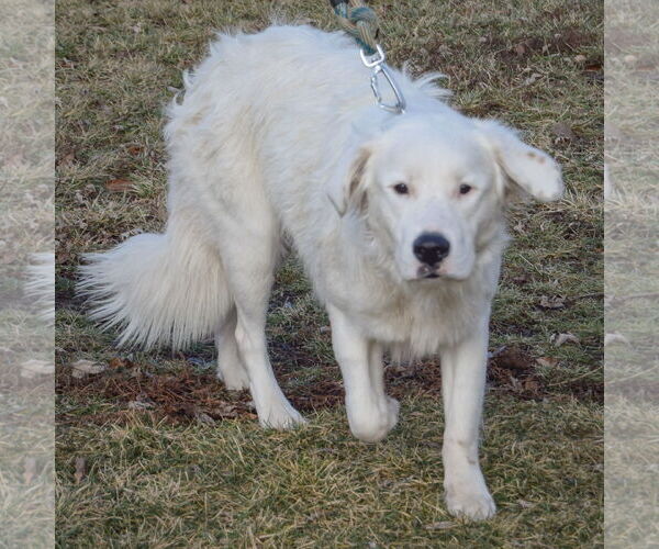 Medium Photo #4 Great Pyrenees-Unknown Mix Puppy For Sale in Huntley, IL, USA