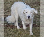 Small #3 Great Pyrenees Mix