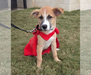 Mutt Dogs for adoption in Fort Worth, TX, USA