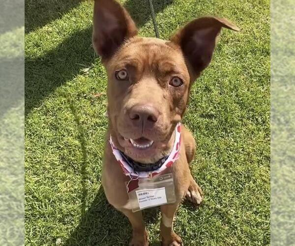 Medium Photo #8 Mutt Puppy For Sale in San Diego, CA, USA