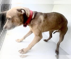 Black Mouth Cur Dogs for adoption in Houston, TX, USA