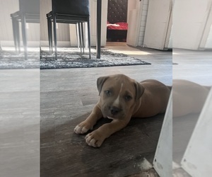 Medium American Bully