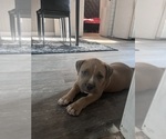 Puppy 1 American Bully