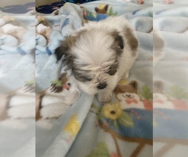 Medium Photo #2 Shih Tzu Puppy For Sale in LEBANON, OR, USA