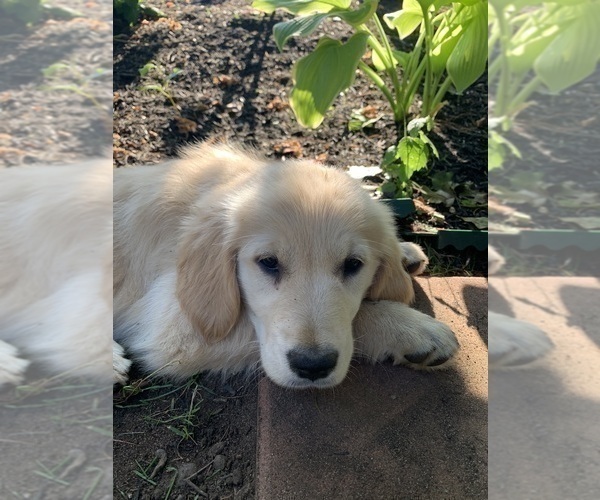 Medium Photo #5 Golden Retriever Puppy For Sale in EAST FREEHOLD, NJ, USA