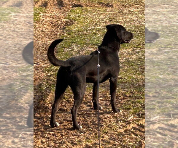 Medium Photo #3 Labrador Retriever-Unknown Mix Puppy For Sale in Cromwell, KY, USA