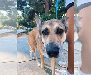 Maple - Female Australian Shepherd-German Shepherd Dog Mix Dog for Adoption - Photo #9