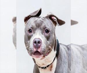 American Pit Bull Terrier Dogs for adoption in Sanford, FL, USA